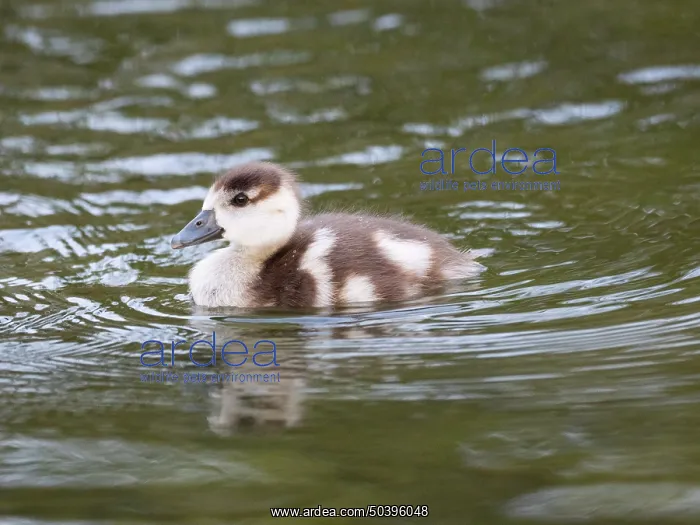 : Egyptian goose, young gosling swimming across a lake : Egyptian goose, young gosling swimming across a lake