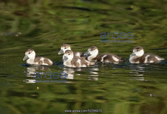 : Egyptian goose, five young gosling swimming across a lake : Egyptian goose, five young gosling swimming across a lake