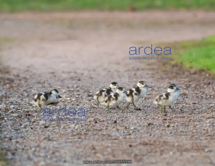 : Egyptian goose, six young goslings : Egyptian goose, six young goslings