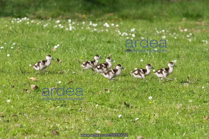  : Egyptian goose, six young goslings