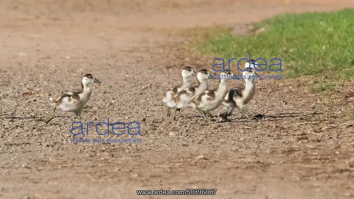 : Egyptian goose, six young goslings : Egyptian goose, six young goslings
