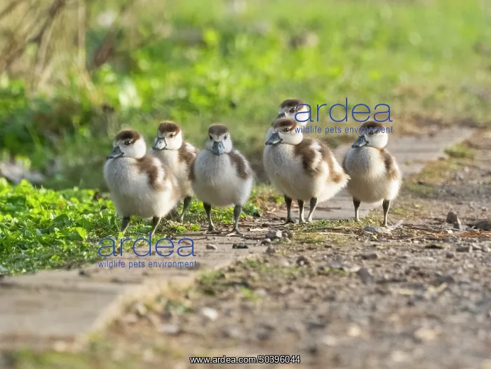 : Egyptian goose, six young goslings : Egyptian goose, six young goslings