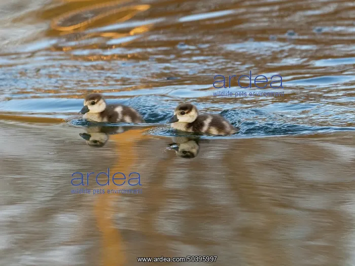 : Egyptian goose, two young goslings swimming across a lake : Egyptian goose, two young goslings swimming across a lake