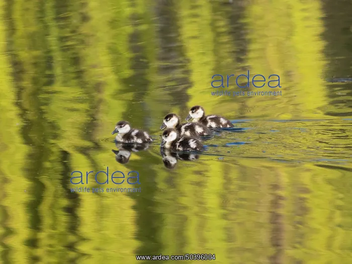 : Egyptian goose, four young goslings swimming across a lake : Egyptian goose, four young goslings swimming across a lake
