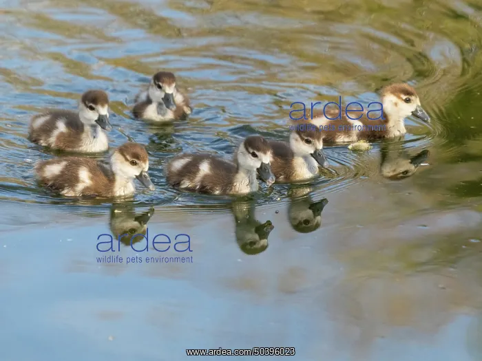: Egyptian goose, six young goslings swimming across a lake : Egyptian goose, six young goslings swimming across a lake