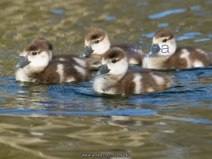: Egyptian goose, four young goslings swimming across a lake : Egyptian goose, four young goslings swimming across a lake