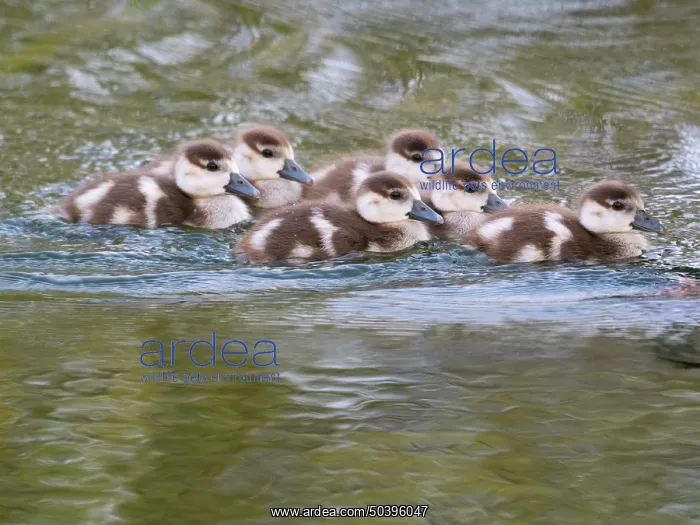 : Egyptian goose, six young goslings swimming across a lake : Egyptian goose, six young goslings swimming across a lake
