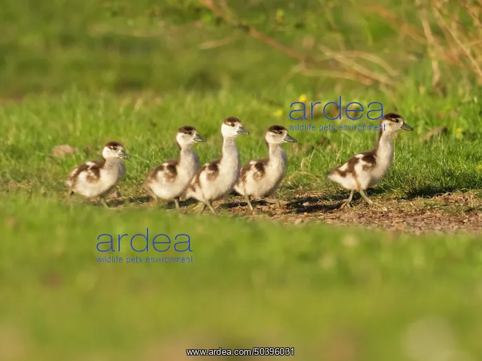 : Egyptian Goose, five young goslings walking across a park green : Egyptian Goose, five young goslings walking across a park green