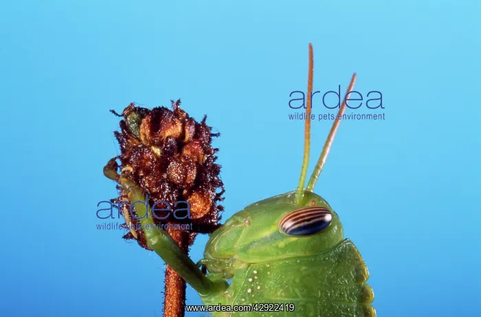 : Egyptian Grasshopper : Egyptian Grasshopper