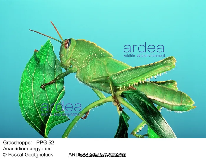 : Egyptian Grasshopper : Egyptian Grasshopper