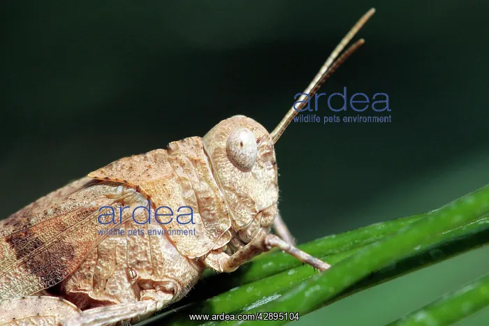 : Egyptian Grasshopper - adult : Egyptian Grasshopper - adult