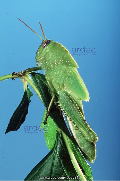 : EGYPTIAN GRASSHOPPER - on leaf : EGYPTIAN GRASSHOPPER - on leaf