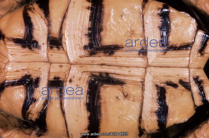 : Egyptian / Kleinmann's / Leith's Tortoise - Ventral : Egyptian / Kleinmann's / Leith's Tortoise - Ventral