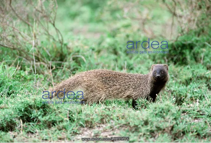: Egyptian / Large grey MONGOOSE - standing : Egyptian / Large grey MONGOOSE - standing