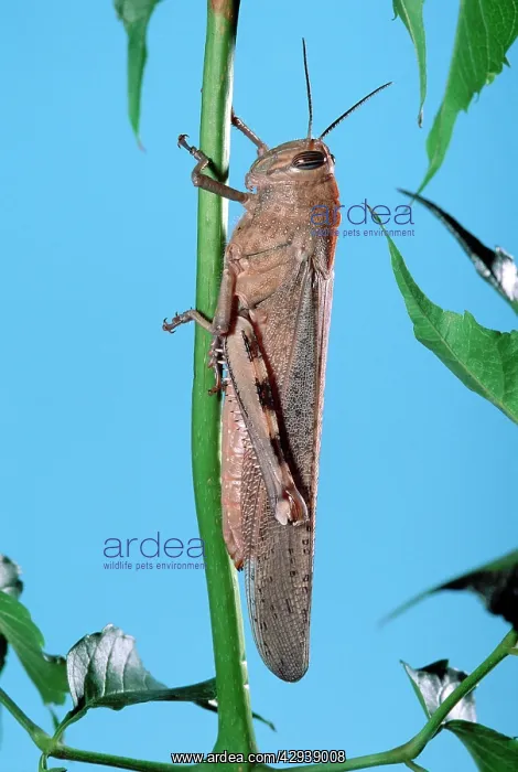 : Egyptian Locust - adult : Egyptian Locust - adult