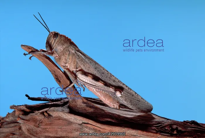 : Egyptian Locust - adult : Egyptian Locust - adult