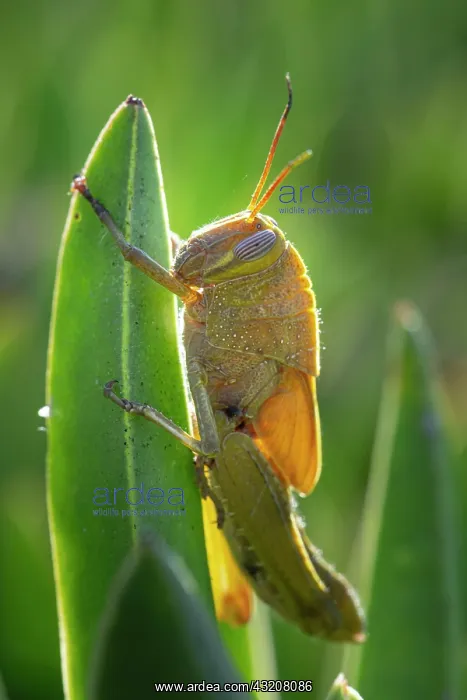 : Egyptian locust (Anacridium aegyptium) on a plant : Egyptian locust (Anacridium aegyptium) on a plant