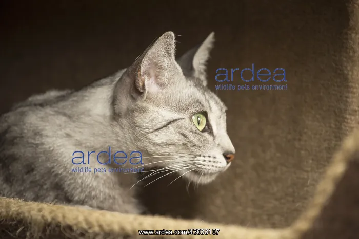  : Egyptian Mau cat indoors