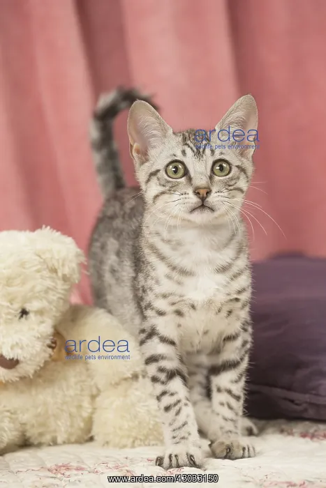  : Egyptian Mau cat indoors