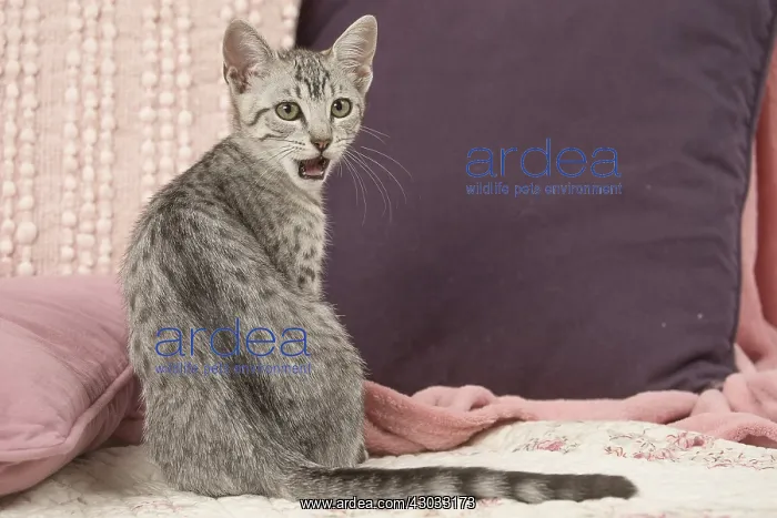  : Egyptian Mau cat indoors