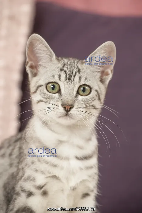  : Egyptian Mau cat indoors