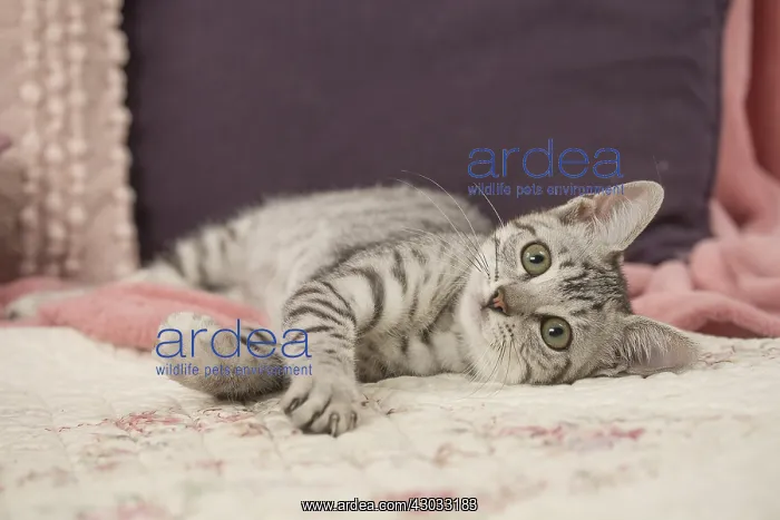  : Egyptian Mau cat indoors