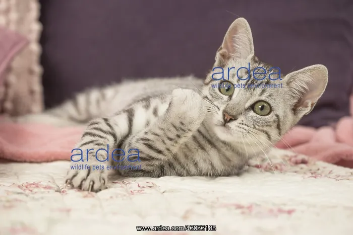  : Egyptian Mau cat indoors
