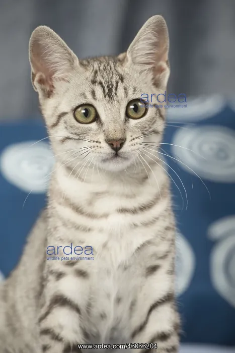  : Egyptian Mau cat indoors
