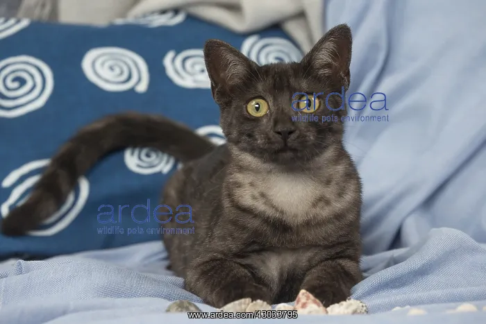  : Egyptian Mau cat indoors