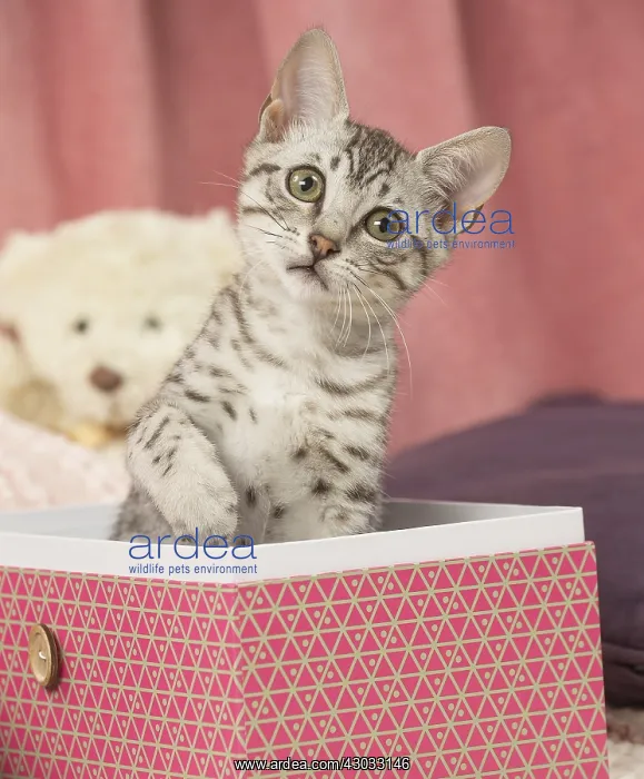  : Egyptian Mau cat indoors in a box