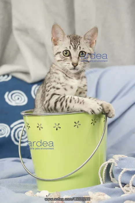  : Egyptian Mau cat indoors in a bucket