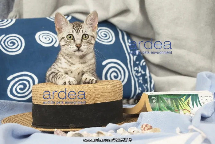  : Egyptian Mau cat indoors on a hat