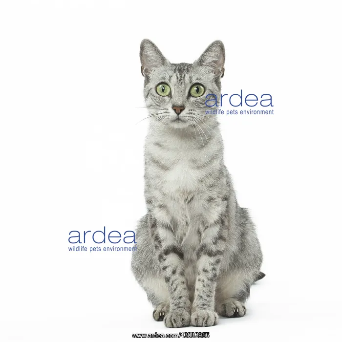  : Egyptian Mau cat in the studio