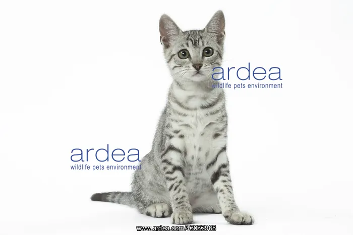  : Egyptian Mau cat in the studio