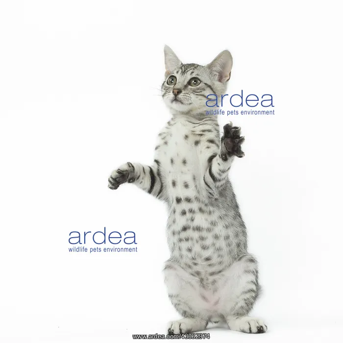  : Egyptian Mau cat in the studio