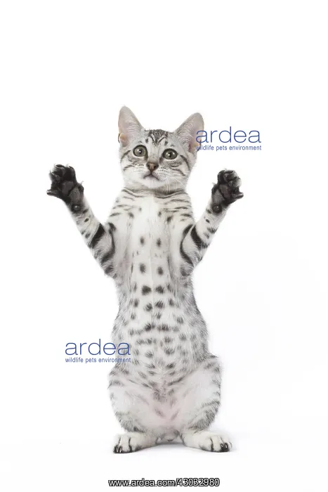  : Egyptian Mau cat in the studio