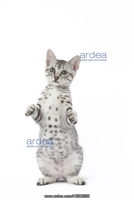  : Egyptian Mau cat in the studio