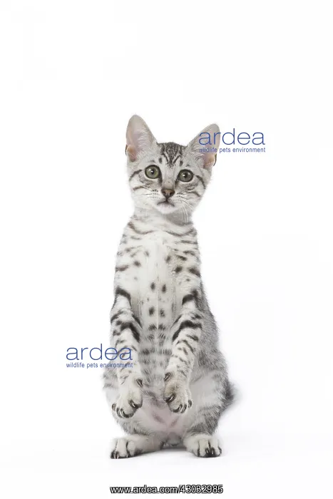  : Egyptian Mau cat in the studio
