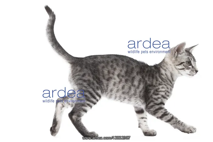  : Egyptian Mau cat in the studio