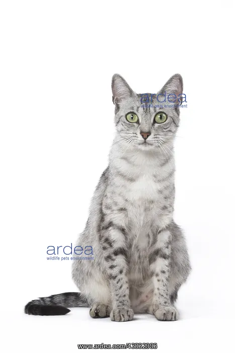  : Egyptian Mau cat in the studio