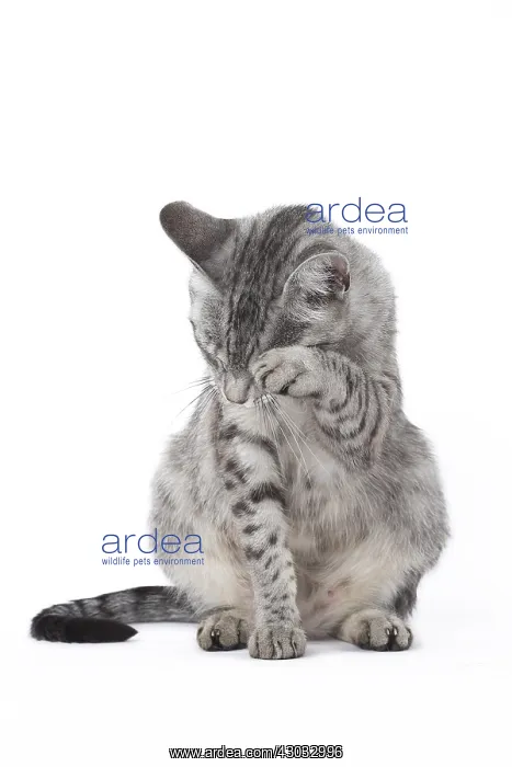  : Egyptian Mau cat in the studio