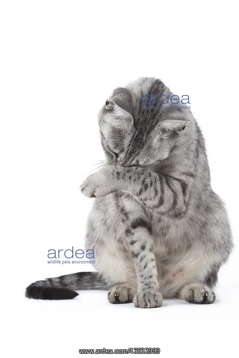  : Egyptian Mau cat in the studio