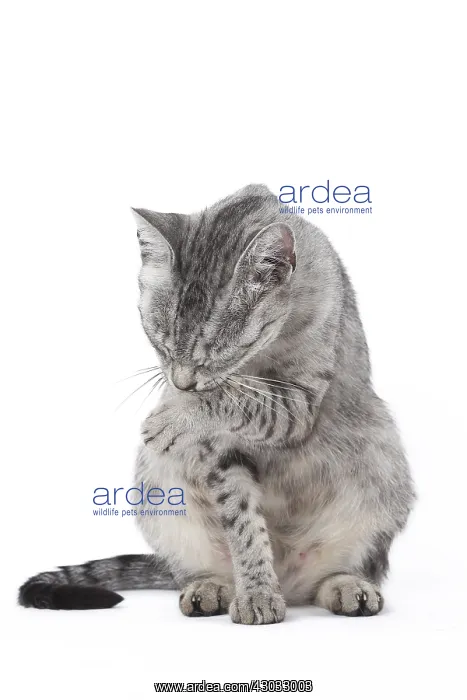  : Egyptian Mau cat in the studio