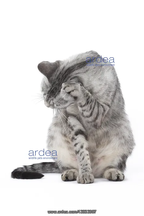  : Egyptian Mau cat in the studio