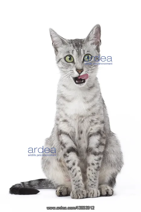  : Egyptian Mau cat in the studio