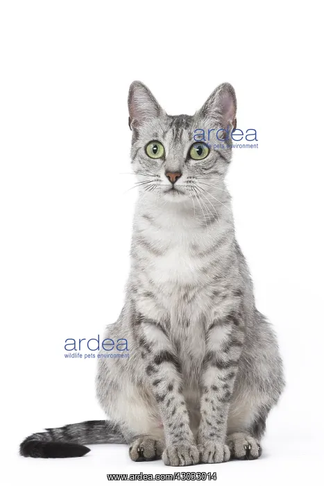  : Egyptian Mau cat in the studio