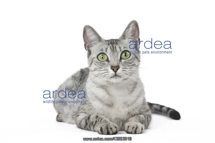  : Egyptian Mau cat in the studio