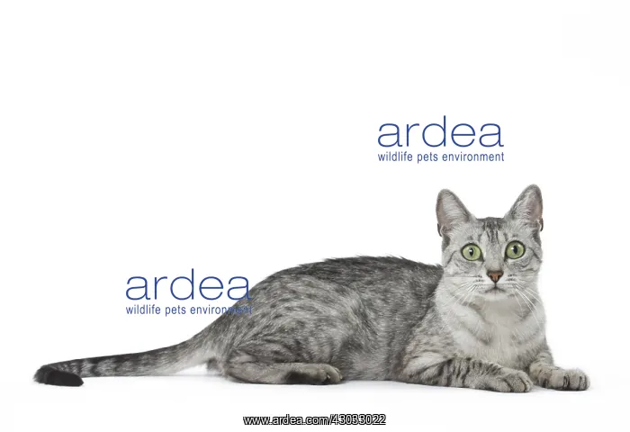  : Egyptian Mau cat in the studio