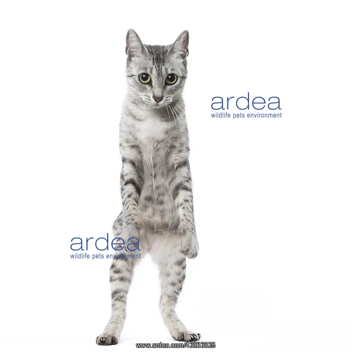 : Egyptian Mau cat in the studio : Egyptian Mau cat in the studio
