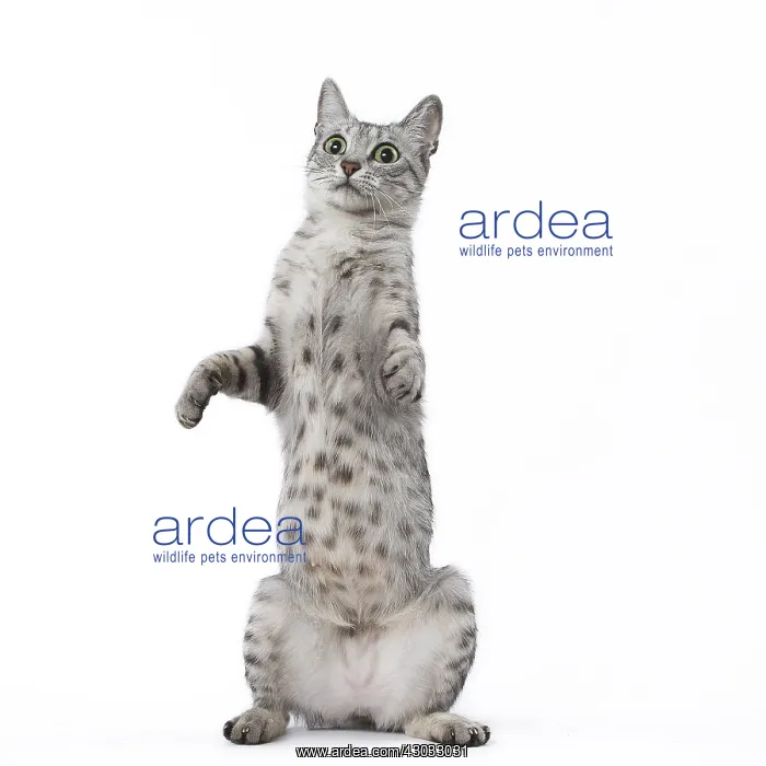  : Egyptian Mau cat in the studio